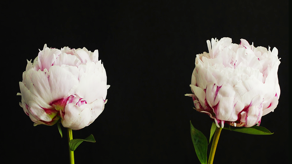 Flower Timelapse